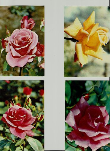Розы. 25 открыток из набора 1973 г