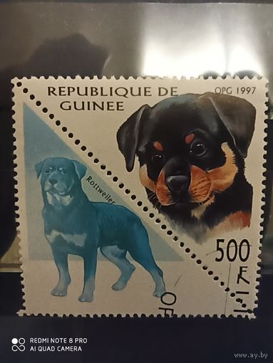 Гвинея 1997, собака