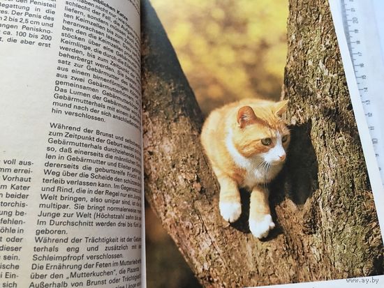 Книга на немецком языке про кошек 1987г 172стр Много интересных и забавных иллюстраций фото в ретро стиле