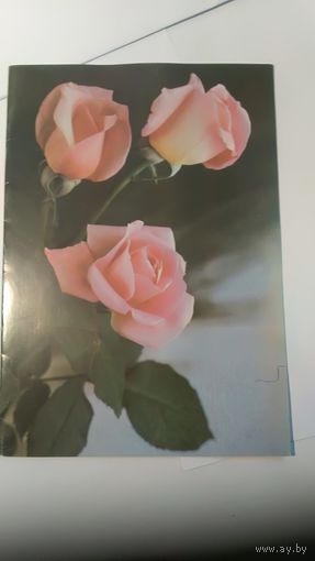 Открытка С днем рождения фото П.Смолякова Розы 1987г. Большая, двойная чистая