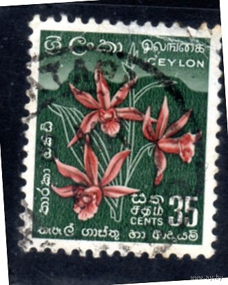 Цейлон.Ми-270. Phaius tankervilleae - Звездная орхидея. 1952.
