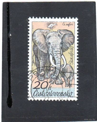 Чехословакия.Ми-2346. Африканский слон (Loxodonta africana). Серия: Чехословацкое сафари. 1976.