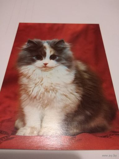 Открытка Персидская кошка голубовато-белая
