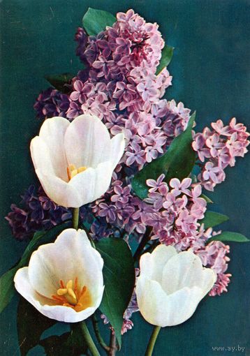 Открытка. Цветы.Сирень и тюльпаны.1984.
