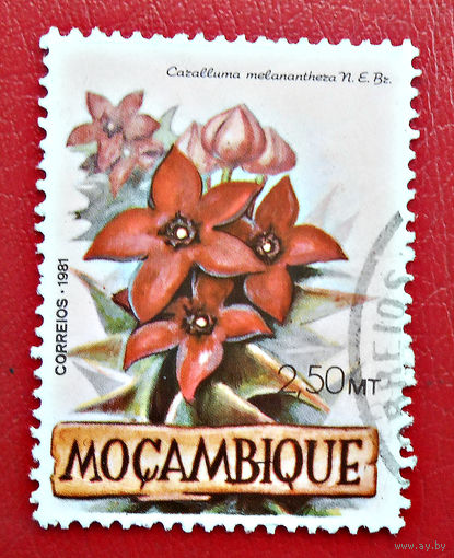 Мозамбик, 1981 г., флора, цветы