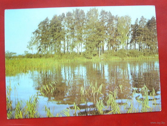 Лесное озеро. Чистая. 1981 года. Фото Захарова. 1160.