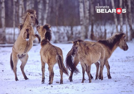 Беларусь 2022 посткроссинг фауна тарпановидные лошади в Налибокской пуще