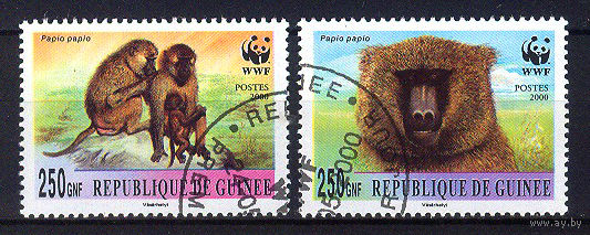 2000 Гвинея. Обезьяны