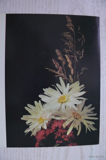 Столяров Б., Композиция из цветов; 1985, двойная, чистая.