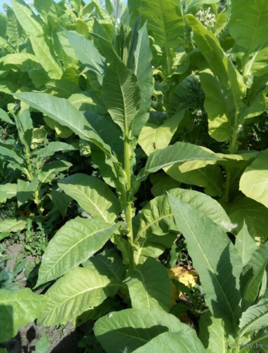 Семена Табак Szamosi Dark (Семян в 1 навеске 150+ шт)