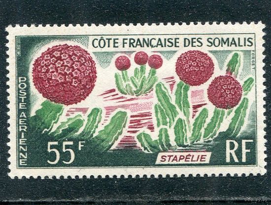 Французское Сомали. Флора. Стапелия, суккулентное растение