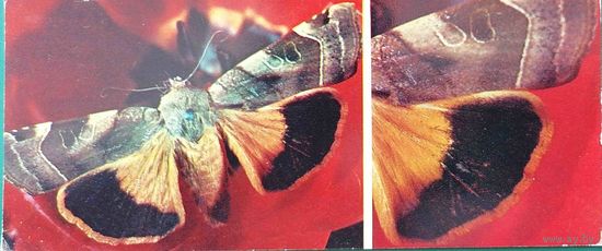 Бабочка Совка каемчатая