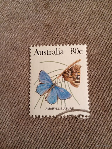 Австралия. Бабочки. Amaryllis Azure