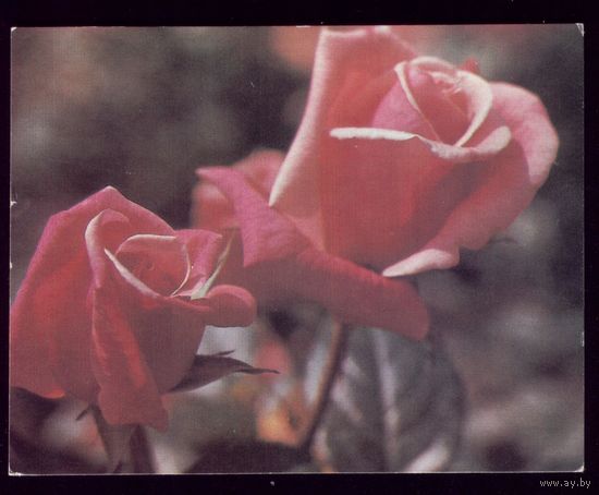 1987 год П.Смоляков Розы чист