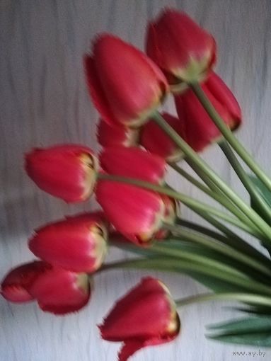 Букет 15 тюльпаны красные игольчатые