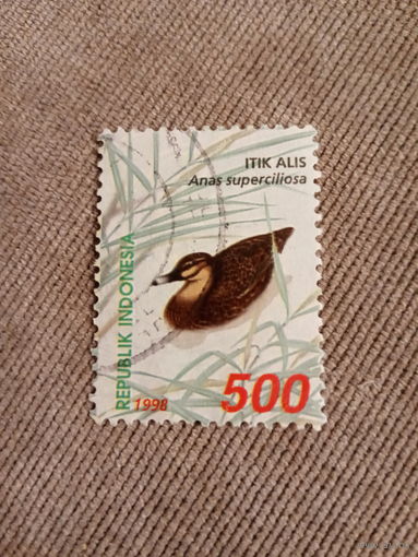 Индонезия 1998. Утки. Anas superciliosa