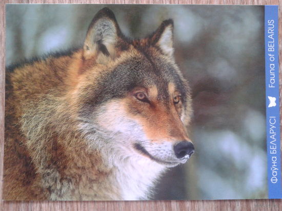 Беларусь 2011 волк