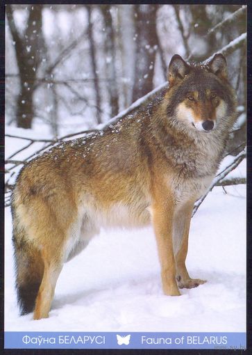 Беларусь 2014 фауна волк