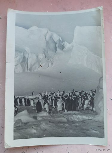 Антарктида. Экспедиция в Антарктику. Восток. Мирный. Южный полюс. Фотография. Фото СССР. Пингвины