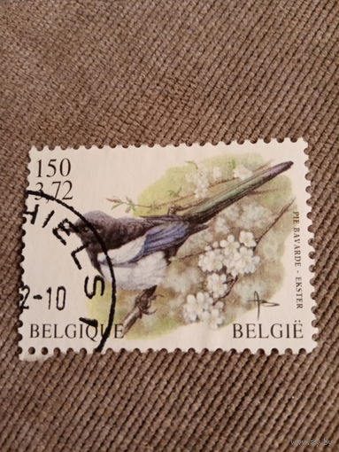 Бельгия. Птицы
