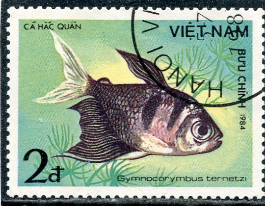 Вьетнам. Рыбы