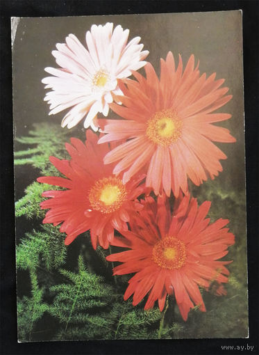 Цветы. Флора. Открытка Чехословакия. Чистая #0112-FL1P56