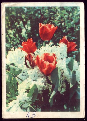 1966 год А.Ананьина Белая сирень и тюльпаны