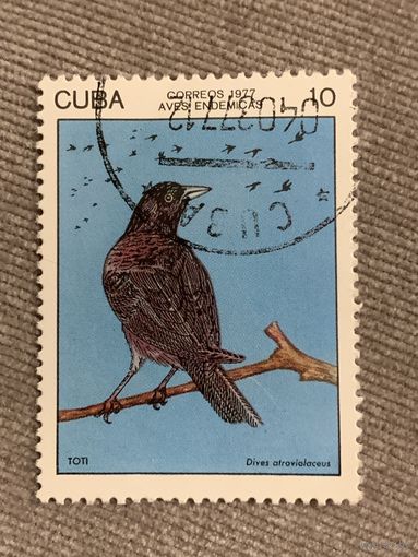 Куба 1977. Птицы. Dives alrovialaceus. Марка из серии
