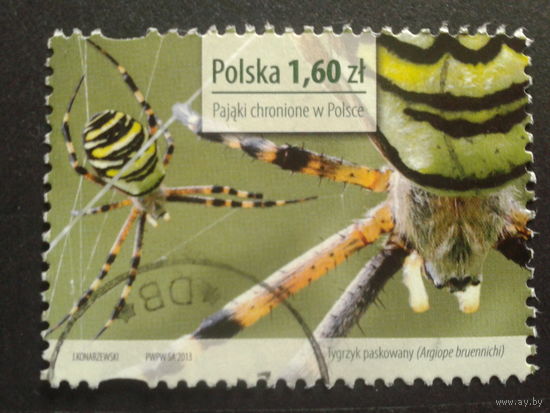 Польша 2013 паук