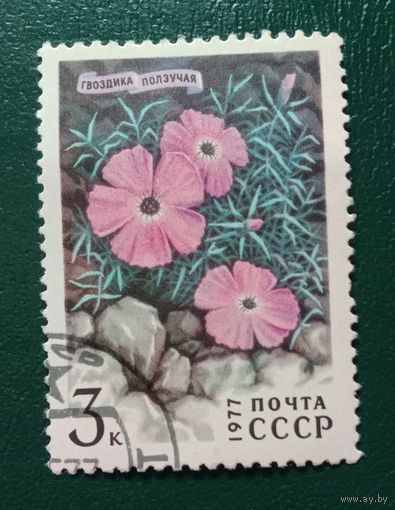 СССР 1977 Гвоздика Цветы