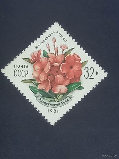 Рододендрон Кочи. СССР 1981г.