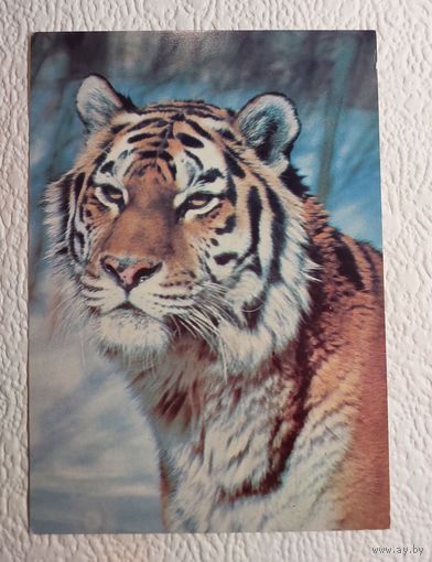 Открытка "Усурийкий тигр",1984,фото Г.Смирнова,чистая