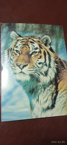 Открытка Тигр 1984 чистая.