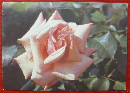 Роза " Президент Мациа ". Чистая. 1988 года. Фото Матанова. 1577.
