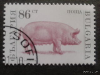Болгария 1991 свинья