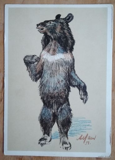 Лаптев А. Гималайский медведь 1956 г. Чистая.