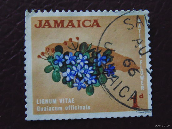 Ямайка. Цветы.