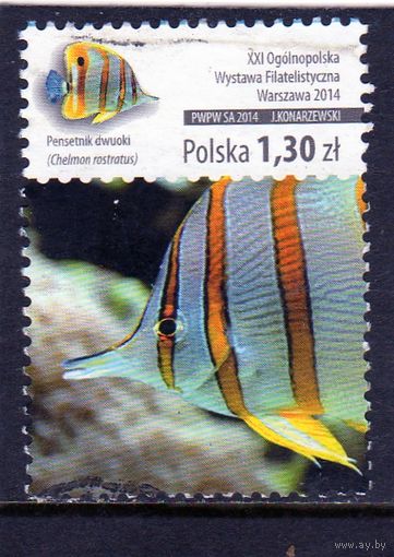 Польша. Ми-4722. Рыба-бабочка.XXI Общепольская филателистическая выставка.2014.