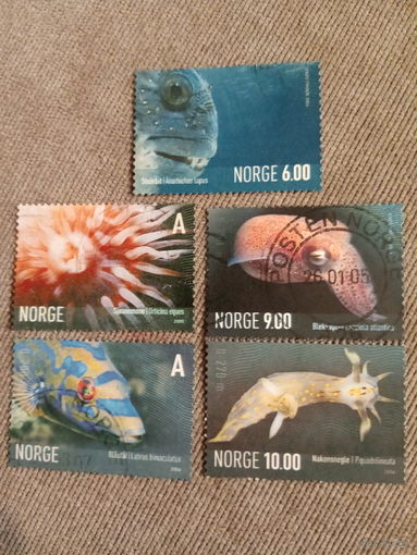 Норвегия. Морские животные