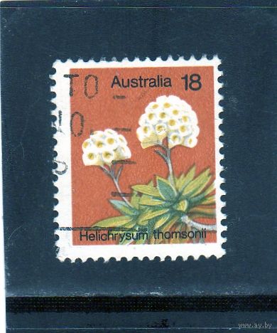 Австралия.Ми-591. Helichrysum Thomsonii. Серия: Растения. 1975.