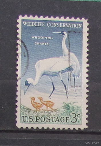 США 1957г. Охрана дикой природы