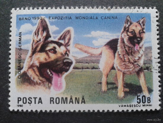Румыния 1990 собаки