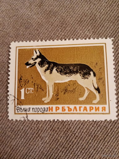 Болгария. Собаки. Беспородная