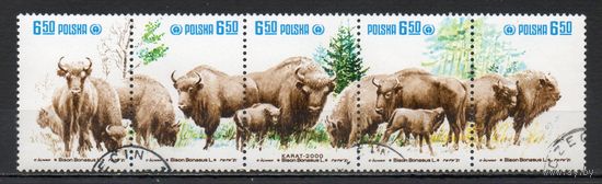 Зубры Польша  1981 год серия из 5 марок в сцепке