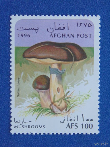 Афганистан 1996 г. Грибы.