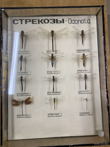 Энтомологическая коллекция стрекоз. СССР