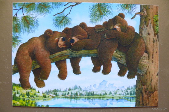 Современная открытка, Jeffrey Severn, чистая; медведи, 69.