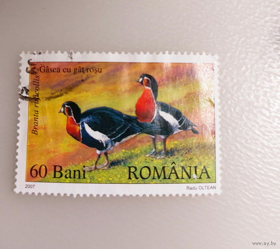 Румыния 2007. Фауна. Птицы. Дикие утки