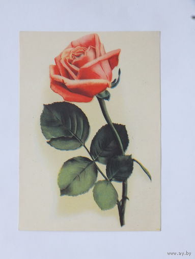 Открытка роза 1957  10х15 см