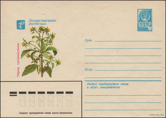 Художественный маркированный конверт СССР N 14279 (29.04.1980) Лекарственные растения  Череда трехраздельная